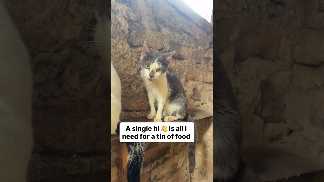 Can you please help me feed the stray cats by donating via the PayPal in the the bio❤