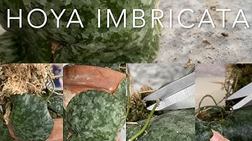 Hoya imbricata - wax plant Wednesday