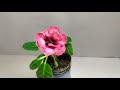 Глоксиния НТ-Розовый Фарфор