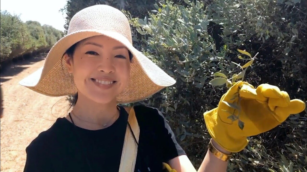 Jojoba Oil | From Farm to Formulation Vlog