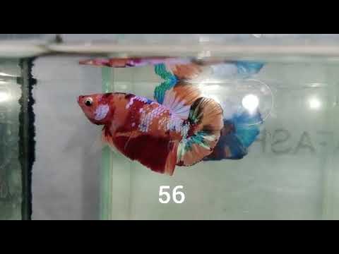 Video (RIT-56) Nemo Galaxy Plakat Male Betta - youtube