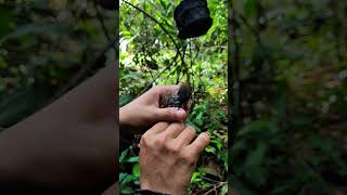 Tepus tunggir merah || Bagian 39 #shorts