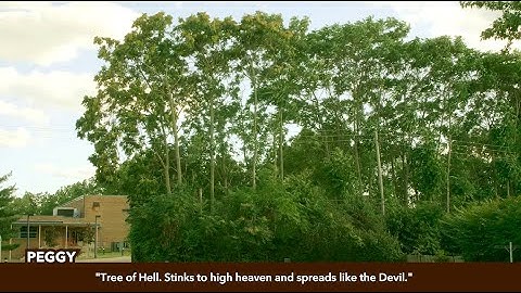 Trees of Heaven: An Underground Educational Film