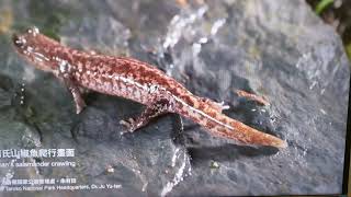 此魚非彼魚—到台北市立動物園認識台灣山椒魚