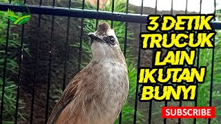 Download Lagu ROPEL MEWAH BURUNG TRUCUKAN🔥 COCOK BUAT MASTERAN MP3 Download Lagu ROPEL MEWAH BURUNG TRUCUKAN🔥 COCOK BUAT MASTERAN MP3