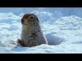 How an Arctic Squirrel Survives Winter | Wild Alaska | BBC Earth