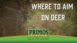 Where to Aim on a Deer