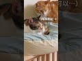 貓咪母子吵架啦！ #寵物 #cat #貓咪 #貓 #貓咪日常 #養貓要知道