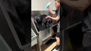 Never expected to see this mix  #greatdane #canecorso #dogbath #dog #tutorial