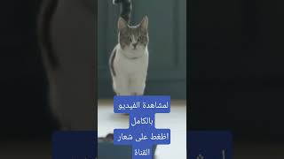 3طرق فعالة لعلاج الاسهال عند القطط في المنزل#shorts