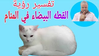 تفسير حلم رؤية القطه البيضاء في المنام