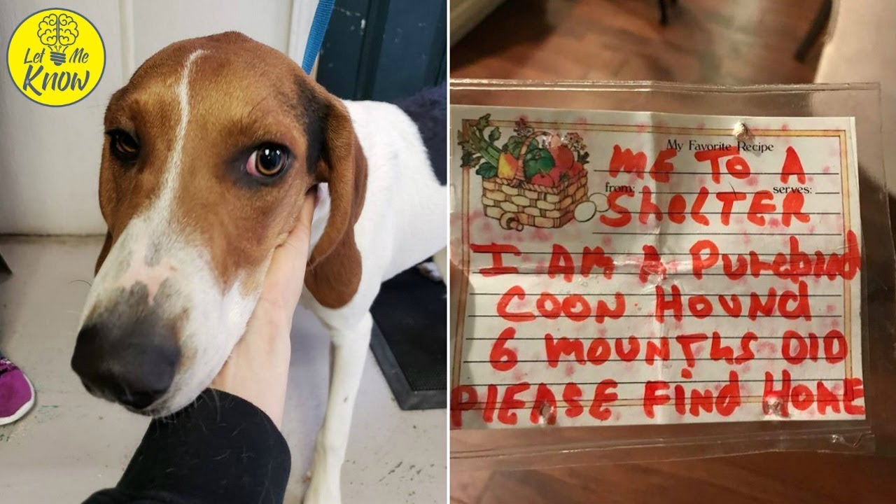 This Puppy Was Found Alone And Confused Then Rescuers Discovered The