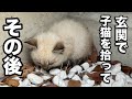 【追加映像】玄関前にうずくまる子猫を保護しました〜その後〜