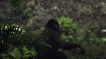 Animal rig animation Unreal 4