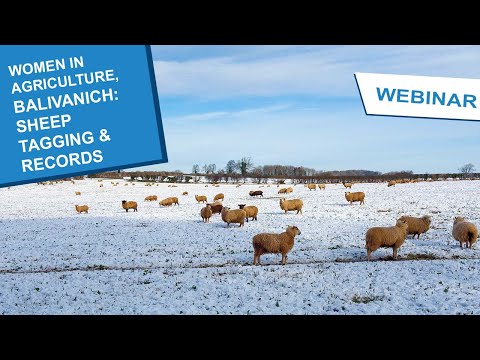 Women in Agriculture: Balivanich - Sheep Tagging and Records