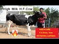 High Milk H.F.Cow | गारंटी पर खरीदे | K.S.Dairy farm | #UnnatKisaanUnnatKrishi