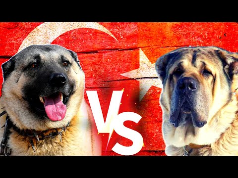 Turkish Kangal Vs Aksaray Malaklı ( Anatolian Shepherd Dog ) 4K Köpekleri  #malaklı #kangal #köpek