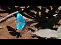 南米のモルフォチョウ　Morpho Butterflies from South America
