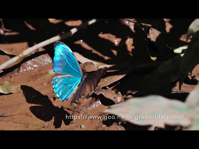 南米のモルフォチョウ Morpho Butterflies from South America - YouTube