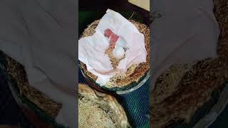 detik detik seekor burung pleci keluar dari cangkangnya