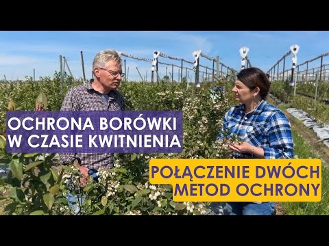 Ochrona borówki w czasie kwitnienia - połączenie dwóch metod ochrony