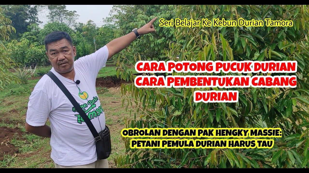 Cara Potong Pucuk Durian | Cara Pembentukan Cabang Durian (Belajar dari Pak Hengky Massie (KDT))