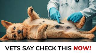 Black Spots on Dog Skin: Harmless or Something to Worry About?