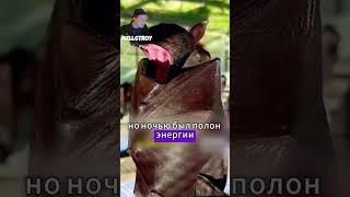 Девочка нашла летучую мышь на дороге!#животные #shorts #animals #тикток