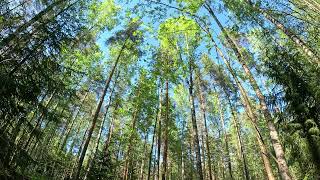 Relaxing 4K Ultra HD Nature Sounds: Bird Songs in Finland's Peaceful Forest