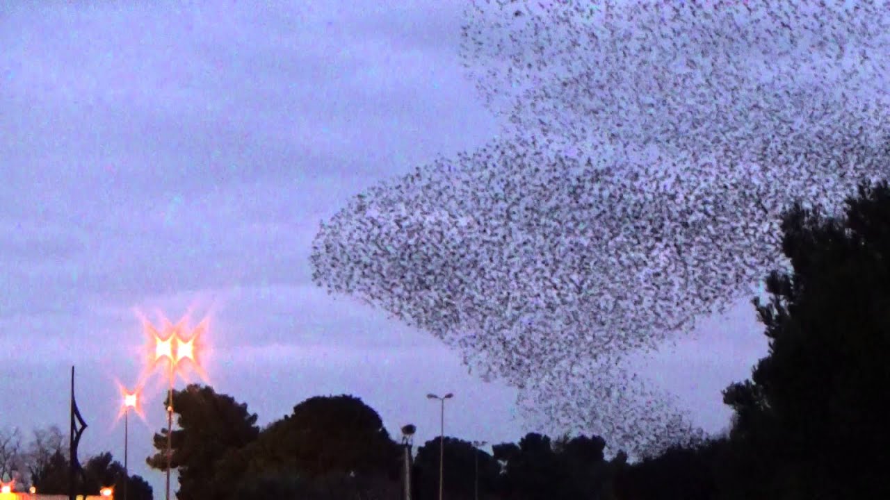 Vogelschwarm in Süd Frankreich