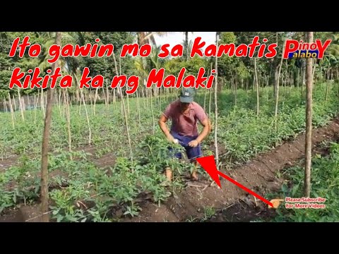 Video: Ano Ang Dapat Gawin Kung Ang Mga Punla Ng Kamatis Ay Nakaunat, Pati Na Rin Kung Paano Pakainin Ang Mga Halaman Upang Hindi Ito Mangyari