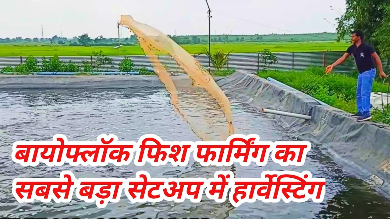 Harvesting in India's largest set up of Biofloc Fish Farming। सबसे बड़े बायोफ्लाक सेटअप