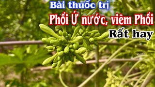 Bài thuốc trị phổi ứ nước, viêm phổi ho. PHAN HẢI Channel