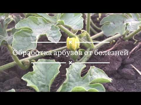 Видео: Проблемы желтой лозы арбуза: узнайте о болезни желтой лозы у арбузов