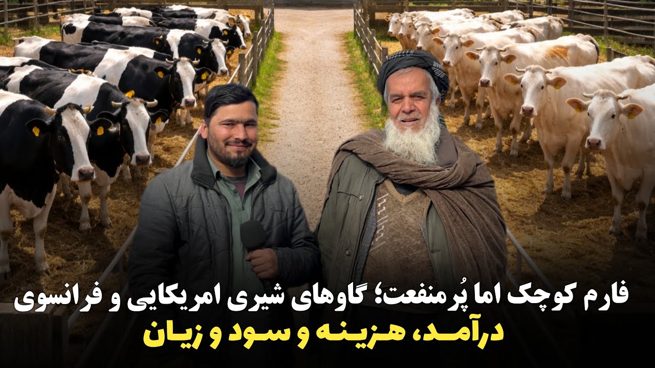 فارم کوچک اما پُرمنفعت؛ گاوهای شیری امریکایی و فرانسوی|@OmarKhanKhatab 