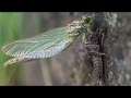 Metamorfosis libélula - Dragonfly metamorphosis timelapse 4K