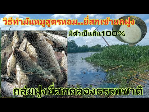 ถล่มฝูงปลายี่สก ธรรมชาติด้วยเหยื่อมันหมูสูตรหอมกิดจัดได้ผล100%พร้อมสูตรวิธีทำ