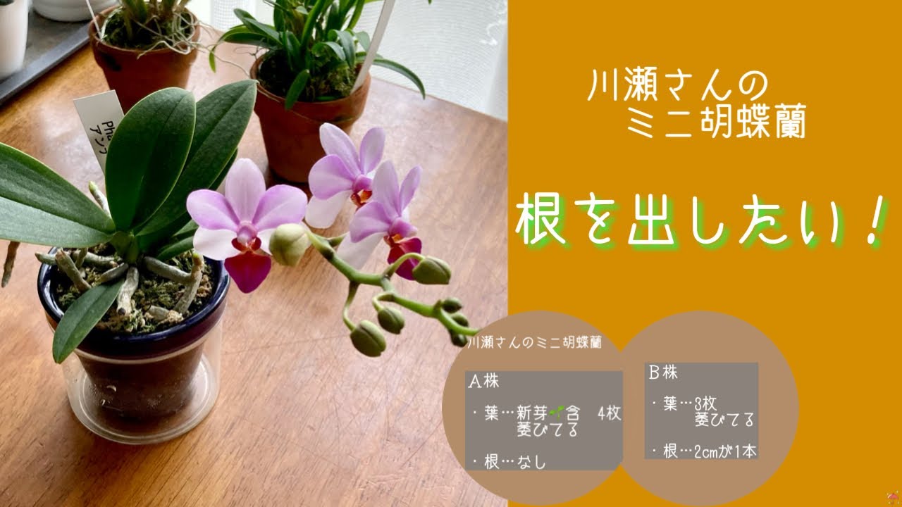 21年6月7日 根を出したい 川瀬さんからの相談 ミニ胡蝶蘭2株 根腐れの2株 葉が萎れている 根がない メネデール使用 アンナ ララティー Youtube