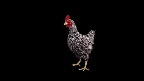 Chicken Idle | Motion Graphics - Videohive template