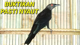 Suara cucak keling jantan memikat lawan | Pancingan cucak keling agar bunyi