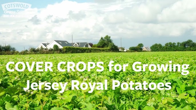 Jersey Royal Potatoes: In Season And Amazing - FriFran