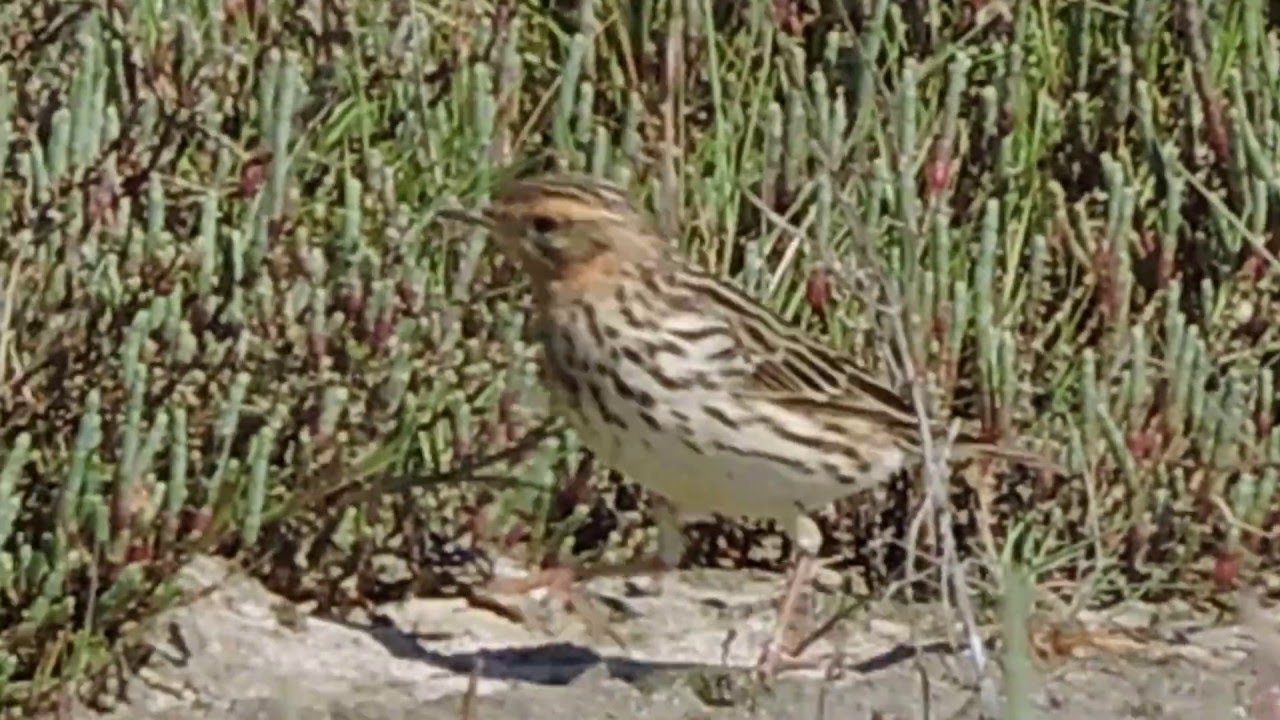 Red-throated Pipit, Pispola golarossa (Anthus cervinus)