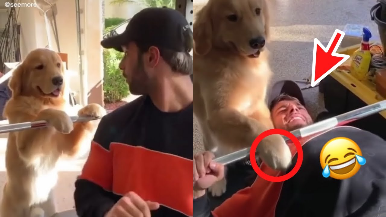 HILARIOUS TikTok Dog Compilation! Try Not To Laugh! YouTube