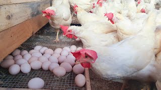 WOW ! Fully Building Poultry Farm, Chicken Egg Harvesting