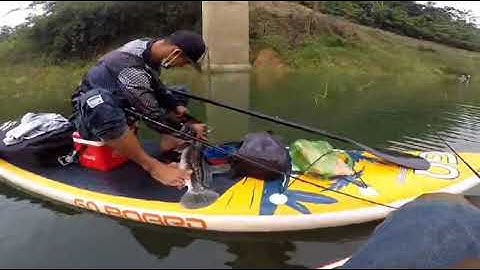 Câu lure cá lóc bông hồ tà đùng