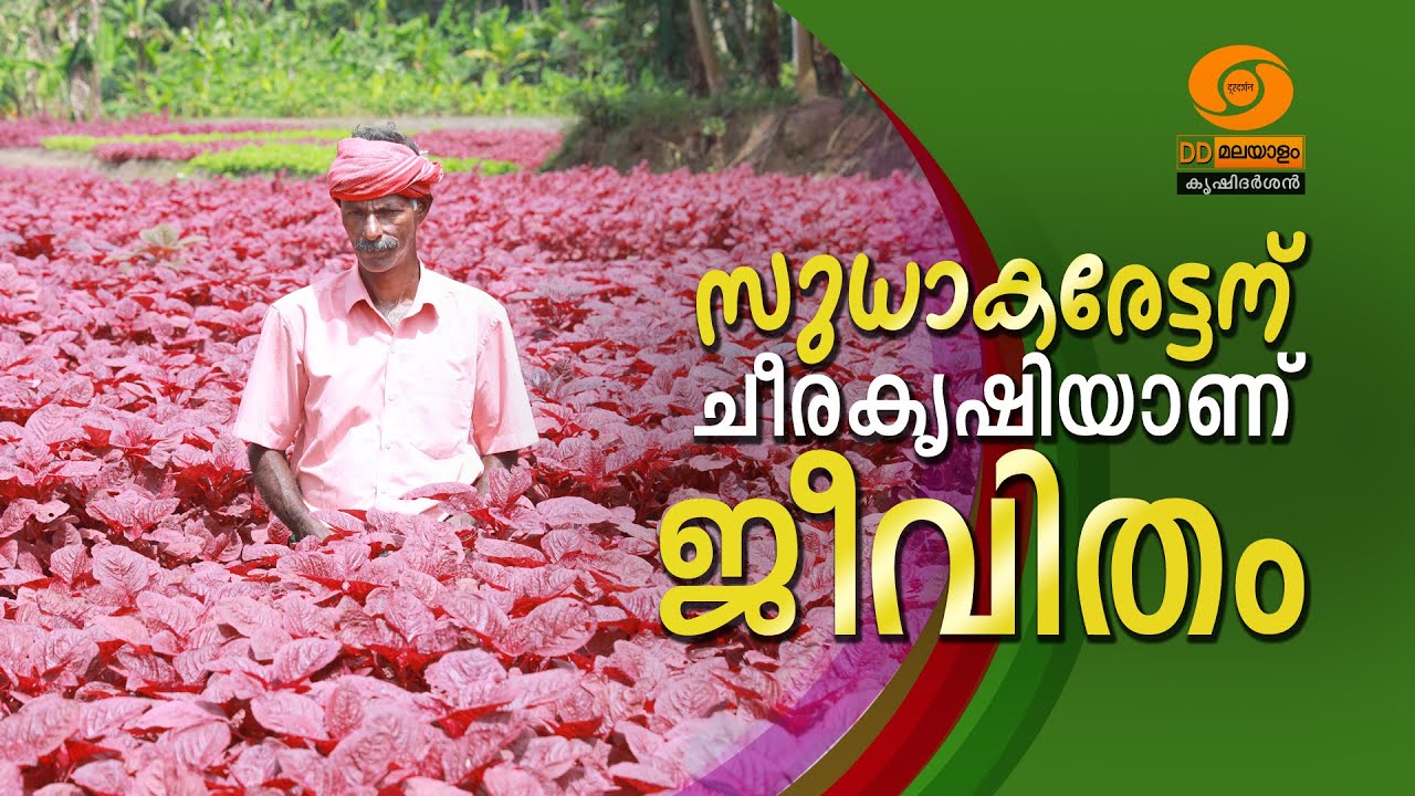 SUDHAKARANU CHEERA KRISHIYANU JEEVITHAM || സുധാകരേട്ടന് ചീര കൃഷിയാണ് ജീവിതം || KRISHIDARSHAN ||