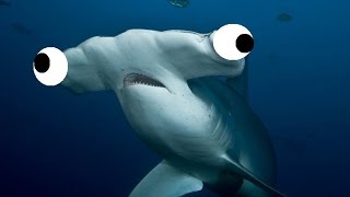 Fluffy Hammerhead