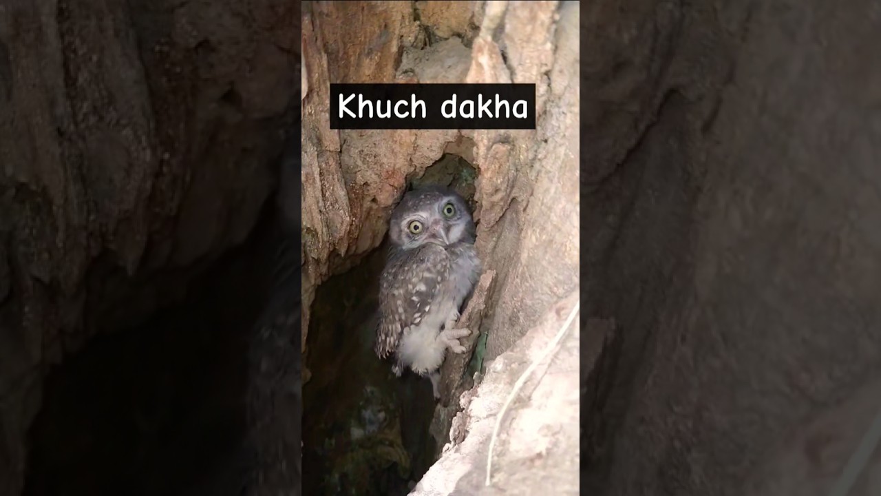 eagle 🦅 bird 🦅🕊️ ullooo 