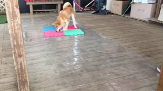 Hana The Shiba Inu Clicker Training