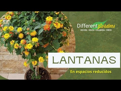 Video: Cultivo de lantana en macetas - Consejos para el cuidado de la lantana en macetas